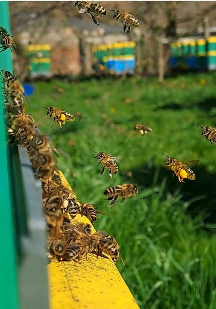 ŚWIECA Z NATURALNEGO WOSKU PSZCZELEGO 100% KULA